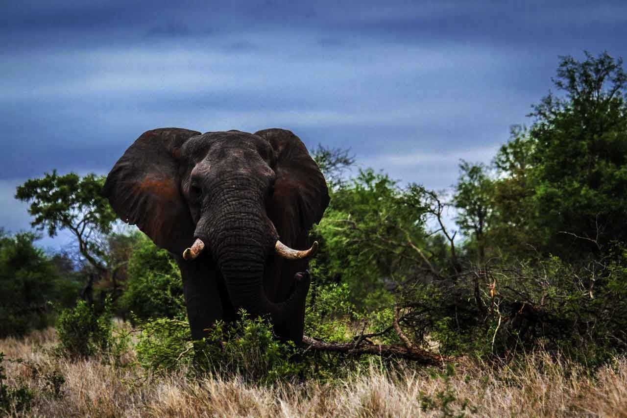 Forest Elephants In Danger With New Roads